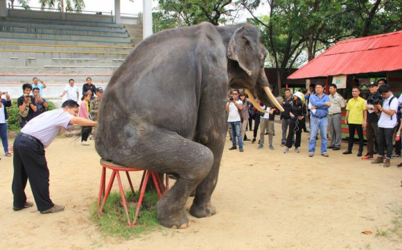 elefantes-tailandia-maltrato11