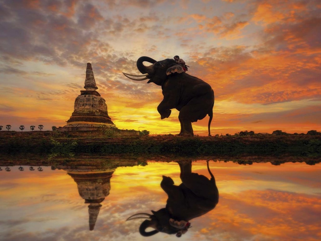 elefantes-tailandia-maltrato12