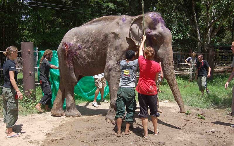elefantes-tailandia-maltrato3