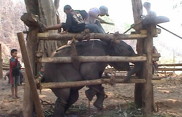 elefantes-tailandia-maltrato4