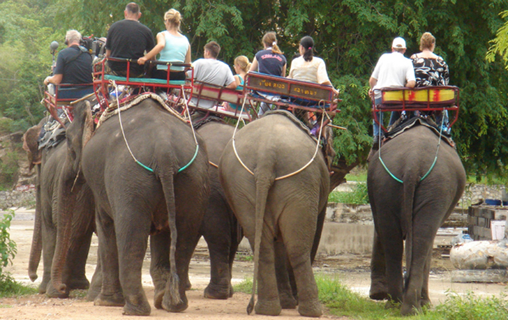 elefantes-tailandia-maltrato8