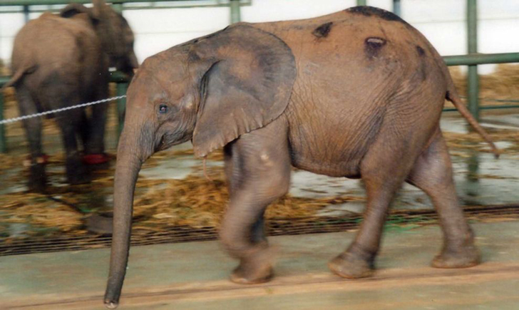 elefantes-tailandia-maltrato9