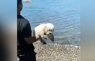 Video de hombre tirando un perrito a una laguna enfurece a las redes: 	Podría aplicarse la “Ley Cholito”