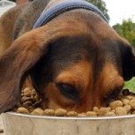 ¿Cómo lograr un perro equilibrado en el momento de la alimentación?