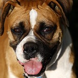 10 consejos valiosos para mantener el equilibrio de nuestro perro