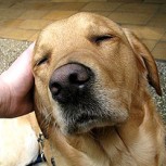 ¿Por qué es importante la adopción de perros?