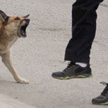 ¿Por qué un perro puede atacar a una persona? 8 razones para tener en cuenta