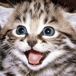 ¿Cómo entender a mi gato? Guía para saber cómo actuar con nuestra querida mascota
