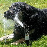 Cuidados de las mascotas: ¿Qué medidas tomar durante el verano?