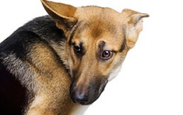 Endogamia: Los dramáticos efectos en las razas por la cruza indiscriminada de perros