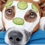 El gran riesgo de humanizar a nuestras mascotas: Errores comunes que afectan la conviviencia