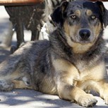 ¿Cómo enfrentar la conducta de nuestras mascotas ante un desastre natural?