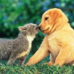 Gatos vs. Perros: ¿Quién domina a quién?