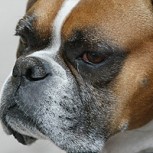 ¿Cómo evitar que nuestros perros se vuelvan agresivos? 7 consejos muy útiles