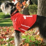 El perro que vibra con el Mundial: ¿Hasta dónde llega la ansiedad de las mascotas?