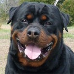 El estigma de algunos perros: ¿Existen realmente razas peligrosas?