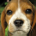 Cachorros: Las claves de su desarrollo psicológico
