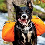 7 consejos para hacer ejercicio con tu perro en verano
