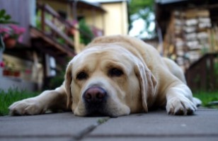¿Tu perro sufre de estrés o ansiedad? Expertos en psicología canina comparten sus consejos