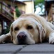 ¿Tu perro sufre de estrés o ansiedad? Expertos en psicología canina comparten sus consejos