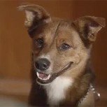 El amor incondicional de un perro: Imposible no llorar con este video y con su final inesperado