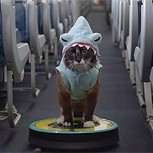 Delta Airlines lanza campaña de seguridad con los virales más vistos: Increíble resultado