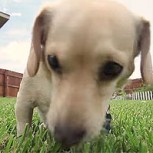 Amo discapacitado y su perro en las mismas condiciones protagonizan emotivo comercial