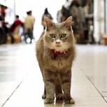 Esos locos japoneses: ciudad crea un Street View para gatos