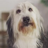 Spot “confirma” que los perros no saben leer para dar un importante mensaje