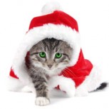 Comercial promueve disculparse por disfrazar a los gatos en Navidad