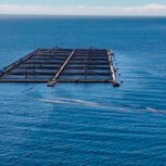Salmones Camanchaca reafirma su compromiso con la sustentabilidad