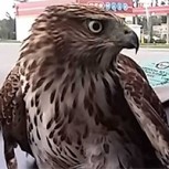 ‘Harvey the Hawk’: El halcón que se refugió en un taxi para sortear el huracán y no quiere marcharse