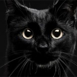 Mujer mató a gato al meterlo a una lavadora y compartió el video en redes sociales: Indignación total