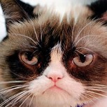 Falleció “Grumpy Cat”: El entrañable felino que se transformó en un exitoso meme