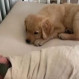 Amigos desde pequeños: El tierno momento entre perro cachorro y bebé que se viralizó en redes sociales