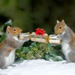 ¿Alvin? Ardilla se adueñó de un árbol de Navidad y la dueña de casa intentó sacarla