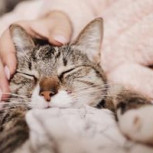 Descanso de fin de año: Gato se hace viral tras relajarse en un “spa”