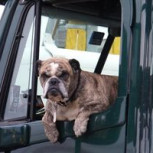 Un bus para perros: La particular idea para transportar animales que se hizo viral en TikTok