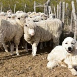 Perro “pide permiso” para transitar con “sus ovejas”: Can chileno es viral en las redes