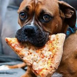 Perro es viral por video que lo muestra robándose un trozo de pizza durante actividad para niños