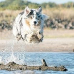 Perro “kamikaze” no tuvo miedo y se lanzó al mar para pelear con tiburón: Revisa el video