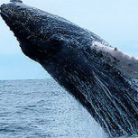 El peligroso ataque de una ballena a un yate: Video revela el angustioso momento