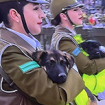 Parada Militar 2023: Perros de Carabineros nuevamente se robaron todas las miradas