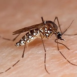 Tras activación de alerta sanitaria del Minsal: ¿Cómo reconocer el mosquito del dengue?