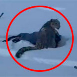 Mujer sufre graves lesiones al intentar tomarse una selfie con un leopardo en China