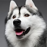 Fans de “Game of Thrones” abandonan perros huskies: Protagonista les suplica que no lo hagan
