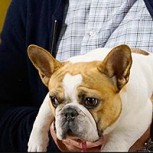 Fallece Beatrice, el bulldog francés de Jay en “Modern Family”: Actor la homenajeó