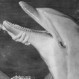 La perturbadora historia de “Flipper”, el famoso delfín de la serie: Así terminó después del éxito en televisión