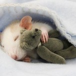 ¿Qué significa soñar con ratones? Un presagio que puede “roer” a algunos