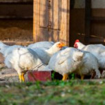 Científicos japoneses utilizan Inteligencia Artificial para “traducir” cacareos de las gallinas
